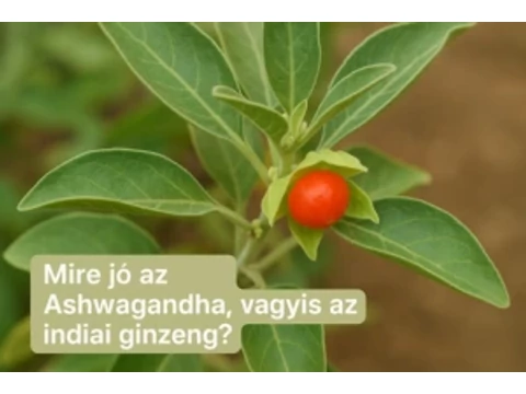 Mire jó az Ashwagandha, vagyis az indiai ginzeng?